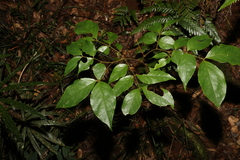 Archidendron grandiflorum