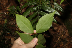 Archidendron grandiflorum