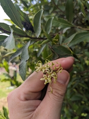 Lomatia arborescens