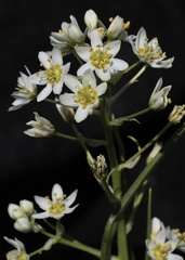 Toxicoscordion fremontii