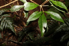 Acronychia suberosa