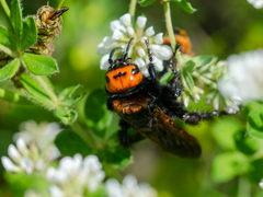 Megascolia maculata maculata