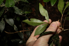 Acronychia suberosa