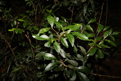 Acronychia suberosa