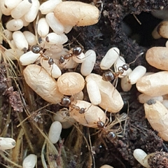 Prolasius advena