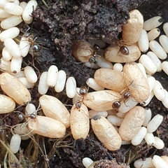 Prolasius advena