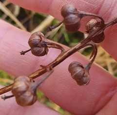 Pyrola media