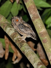 Otus lempiji
