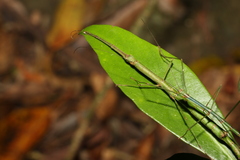 Candovia