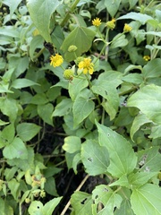 Wollastonia biflora