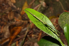 Candovia