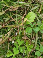 Scleromitrion brachypodum
