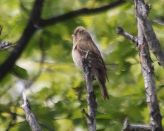 Carpodacus erythrinus grebnitskii