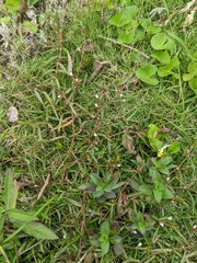 Scleromitrion brachypodum