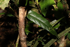 Aristolochia laheyana