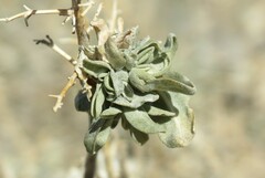 Ophiomyia atriplicis