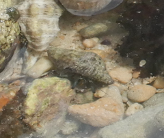 Clibanarius virescens