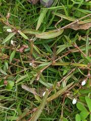 Scleromitrion brachypodum