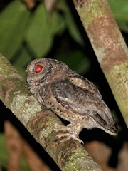 Otus lempiji