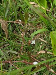 Scleromitrion brachypodum