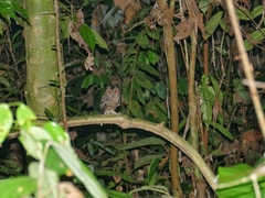 Otus lempiji