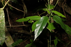 Aristolochia laheyana