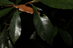 Atractocarpus benthamianus