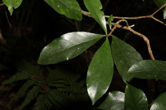 Atractocarpus benthamianus