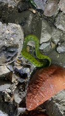 Apodichthys flavidus