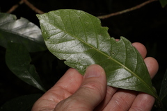 Atractocarpus benthamianus