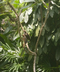 Pycnonotus zeylanicus