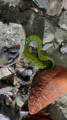 Apodichthys flavidus