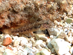 Gobius couchi