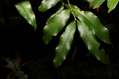 Cinnamomum oliveri
