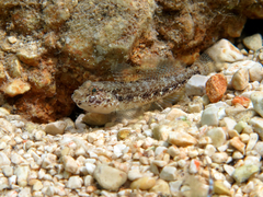 Gobius couchi