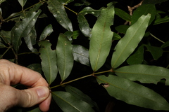 Cinnamomum oliveri