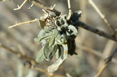 Ophiomyia atriplicis