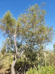 Salix mucronata