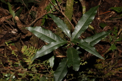 Carronia multisepalea