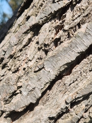 Salix mucronata