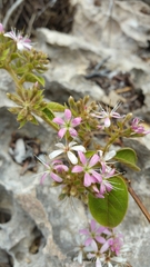 Combretum albiflorum image