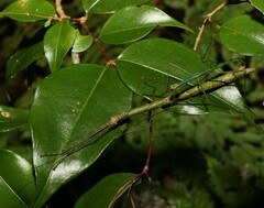 Candovia