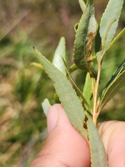 Salix mucronata