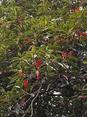 Elaeocarpus japonicus