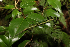 Candovia