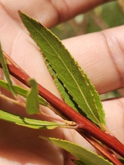 Salix mucronata