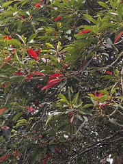 Elaeocarpus japonicus