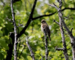 Carpodacus erythrinus grebnitskii