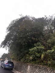 Elaeocarpus japonicus