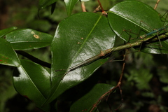 Candovia